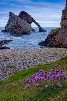 purple flowers are growing on the shore near some rocks and water with an arch in the background