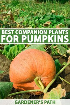 the best companion plants for pumpkins are in this garden patch, and they're easy to grow