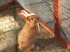 a small rabbit sitting in front of a fence