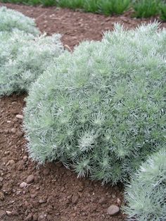 some very pretty green plants in the dirt