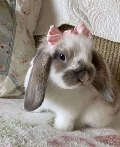 a small rabbit sitting on top of a bed