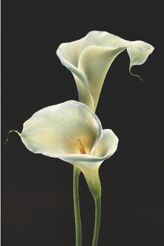 two white flowers on a black background with the words canvas europe written below it in spanish