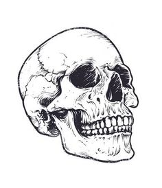 a black and white drawing of a human skull