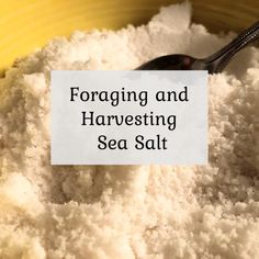 a yellow bowl filled with sea salt and a sign reading foraging and harvesting sea salt