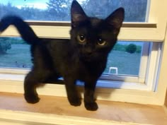 a small black kitten standing on top of a window sill looking at the camera