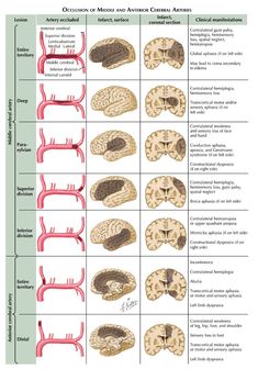 the human brain and its functions