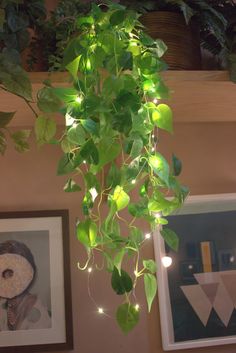 a green plant hanging from the ceiling in a living room with pictures on the wall