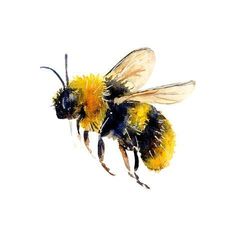 two bees are flying side by side in the air, one is yellow and the other is black