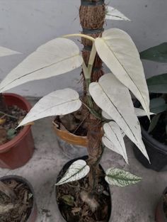 several potted plants with white leaves on them