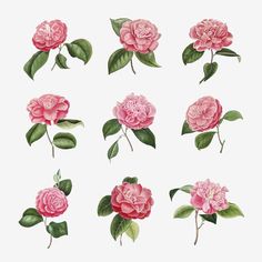 pink flowers with green leaves and buds on a white background, set of nine images