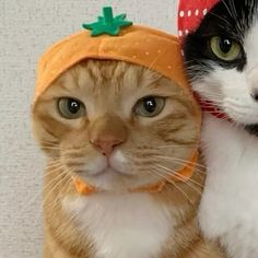 two cats are wearing hats and sitting next to each other, one is looking at the camera