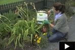 a woman kneeling down next to a planter filled with yellow flowers and water bottles