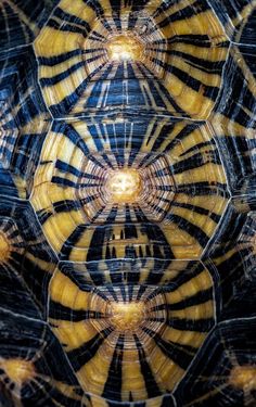 a close up view of the inside of a tortoise shell with yellow and black stripes