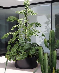 there is a plant in the middle of two potted plants next to each other