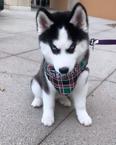 a black and white husky dog wearing a bandana on the sidewalk with his tongue out