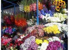 a bunch of flowers that are on display