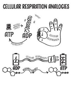 the diagram shows how cellular respirators are used to remove cellulition