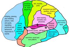 Auditory processing disorder Central Auditory Processing, Learning Disorder, Auditory Processing Disorder, Auditory Processing, Learning Differences, Slp Resources, Tattoos Quotes, The Human Brain, Sensory Integration