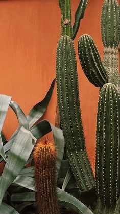 cactus plants in front of an orange wall