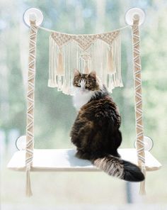 a cat sitting on top of a white shelf next to a window with curtains hanging from it's sides