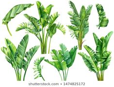 set of tropical plants and leaves on white background, watercolor painting style stock photo