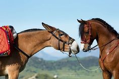 two brown horses standing next to each other