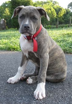 a brown and white dog sitting on top of a road