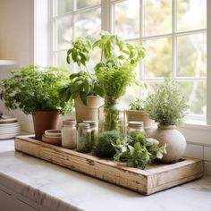 some plants are sitting on a tray in front of a window