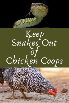 two chickens and a snake with the words keep snakes out of chicken coops