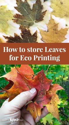 someone holding up some leaves with the words how to store leaves for eco printing