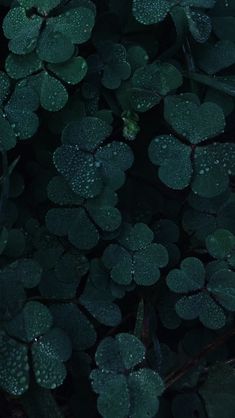 green leaves with water drops on them in the dark night time, close up view