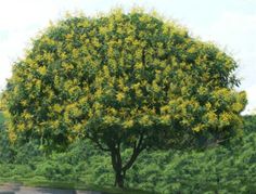 a large tree with yellow flowers in the middle of a road near some bushes and trees