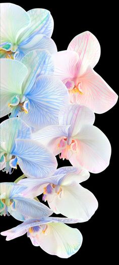 some white and blue flowers on a black background