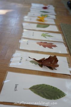 four leaf cards are lined up on the floor