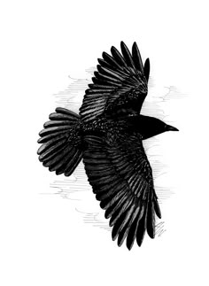 a drawing of a black bird flying in the sky