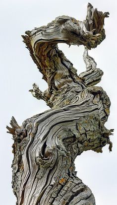 an old tree that has been turned into something interesting