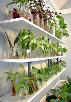 some plants are growing in glass vases on white shelves with green leaves and other houseplants