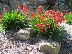 some very pretty flowers by some big rocks