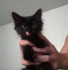 a person holding a black kitten with its tongue out