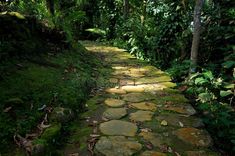 a stone path in the middle of a forest