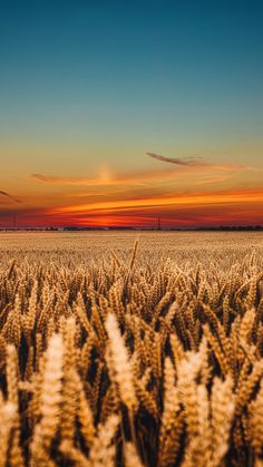 the sun is setting over a wheat field