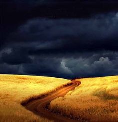 a dirt road in the middle of a wheat field under a dark cloud filled sky