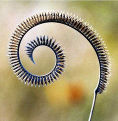 a close up view of a plant with many spikes on it's back end