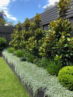 a row of green bushes next to a wooden fence