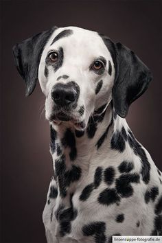 a black and white dalmatian dog with spots on it's face looking at the camera