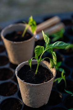 two potted plants sitting on top of a black tray filled with dirt and soil