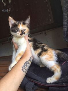 a person holding a small kitten in their hand while sitting on top of a suitcase