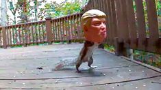 a small bird standing on top of a wooden deck next to a person's head