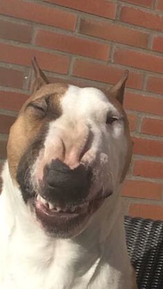 a brown and white dog sitting on top of a bench next to a brick wall