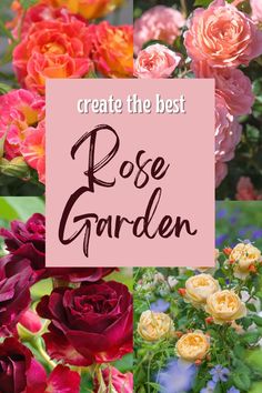 colorful flowers with the words create the best rose garden